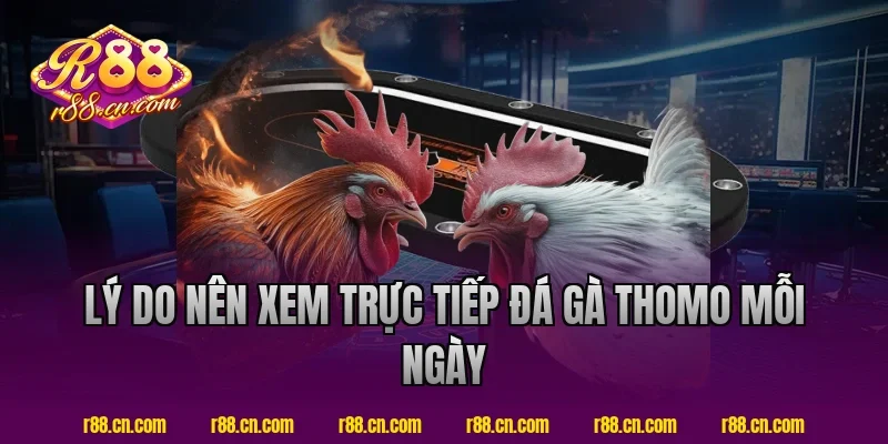 Lý Do Nên Xem Trực Tiếp Đá Gà Thomo Mỗi Ngày