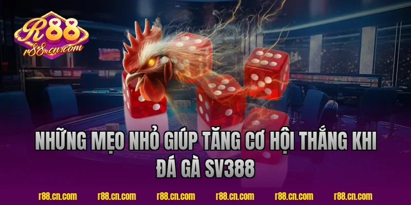 Những mẹo nhỏ giúp tăng cơ hội thắng khi đá gà SV388
